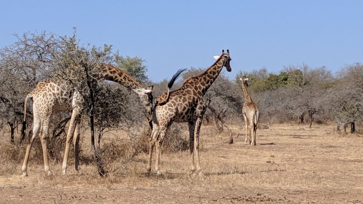 Tag 18: Ein Garten voller Giraffen & zurück nach Johannesburg