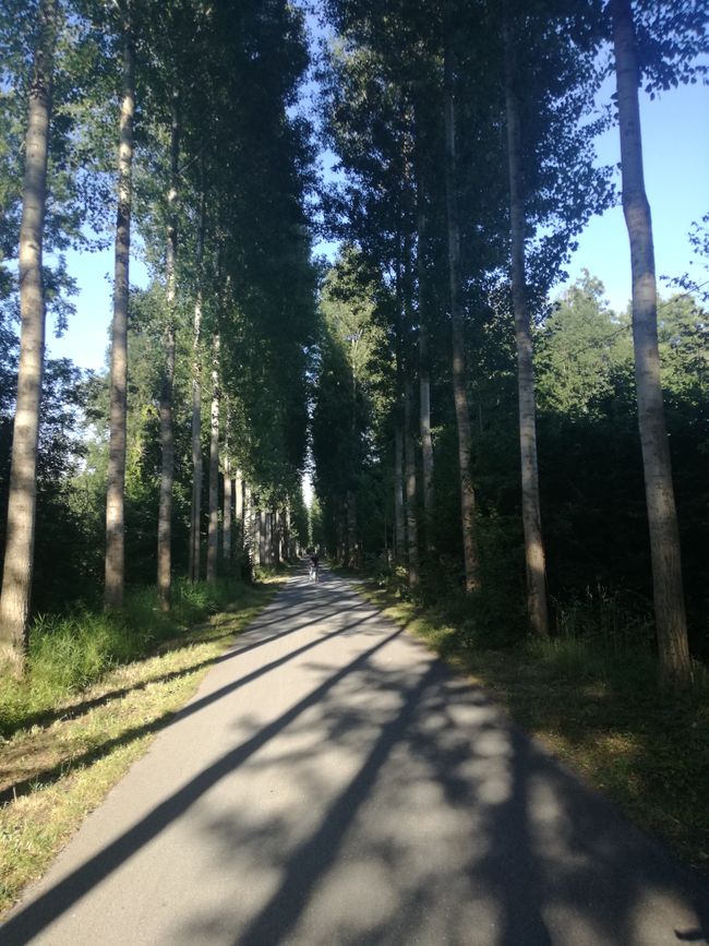 Wie lange noch? Schöne Allee