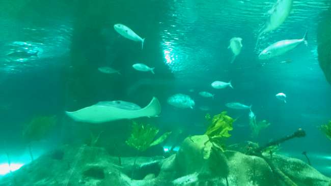 Napier Aquarium
