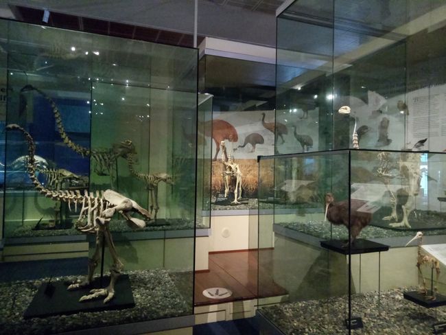 Moa skeletons in the Otago Museum