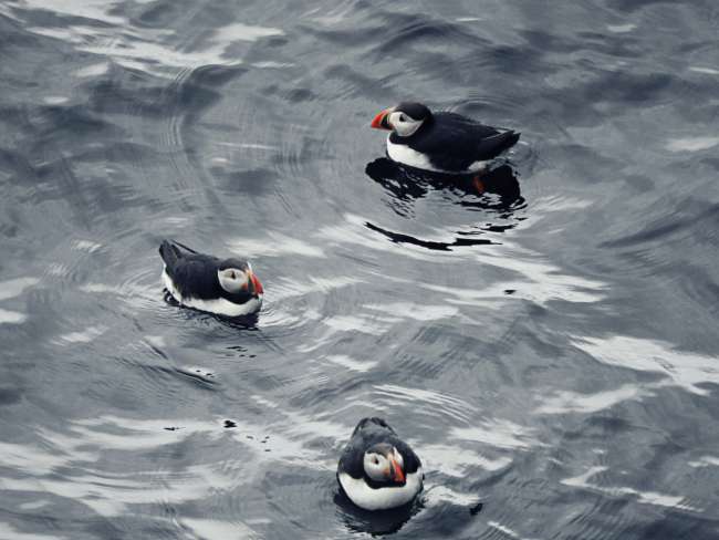 Puffins in the Skalanes Nature Reserve, Iceland