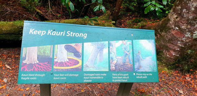 Clean shoes are valued in the Kauri Forest.