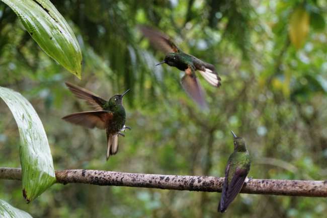 Kolibris in Aktion