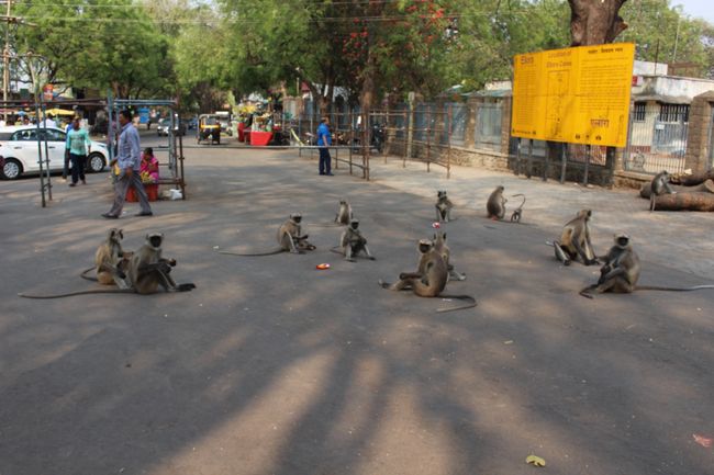 Affenbande vor dem Eingang