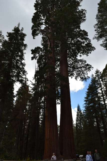 טאַג 18 Sequoia National Park