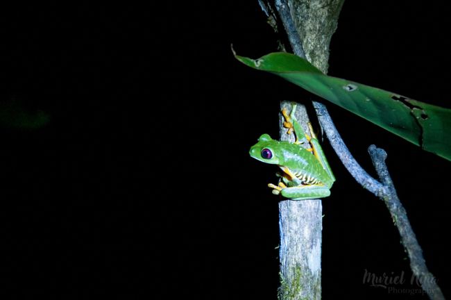 Manuel Antonio