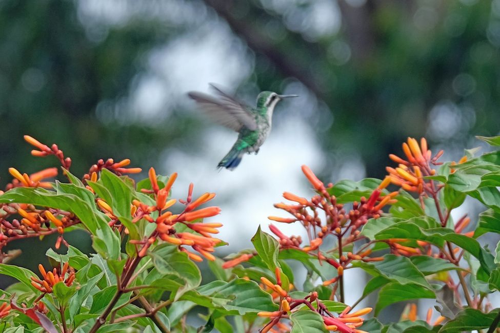 …Kolibris (echt schwierig zu fotografieren!)…