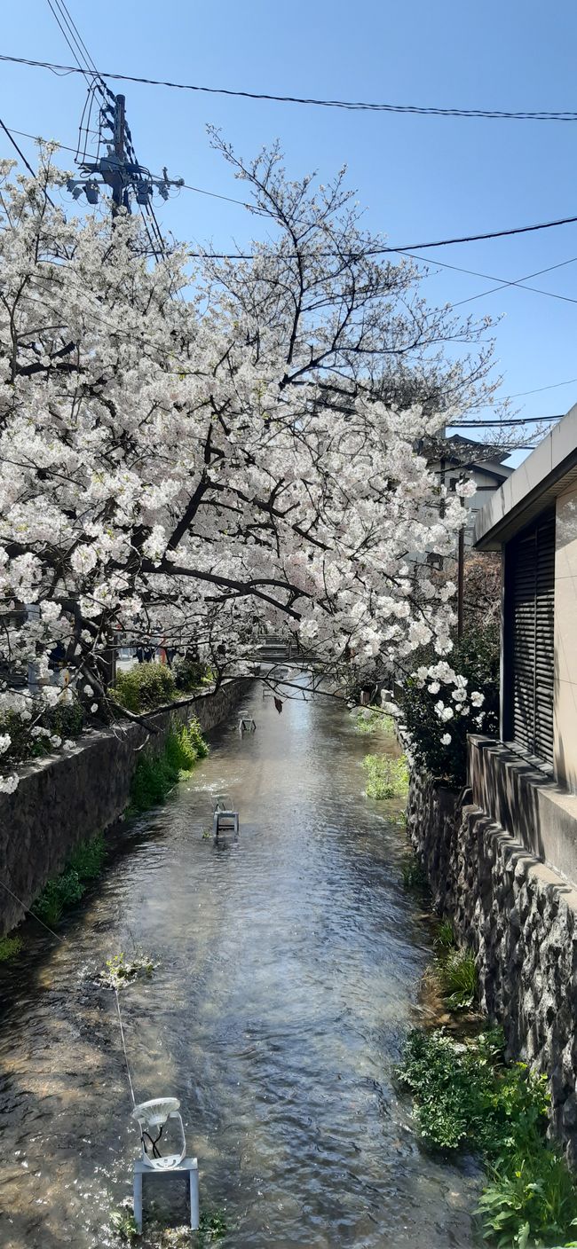 Kirschblüte in Kyoto