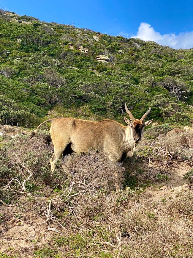 The eland antelope is Africa's largest antelope.