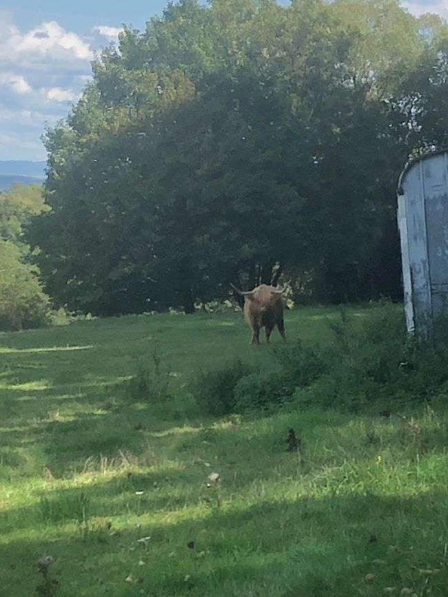 Rinder auf der Weide 