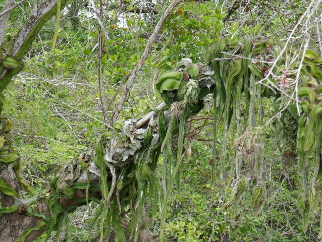 New River Tour - Snake cacti winding around the tree