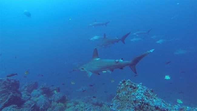 Several hammerhead sharks up close