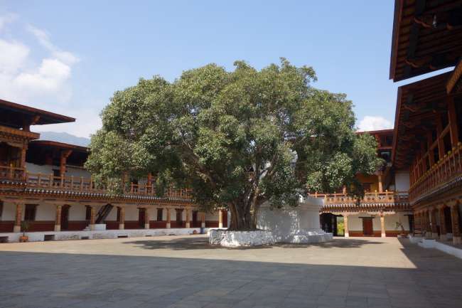 Bodi tree in the courtyard