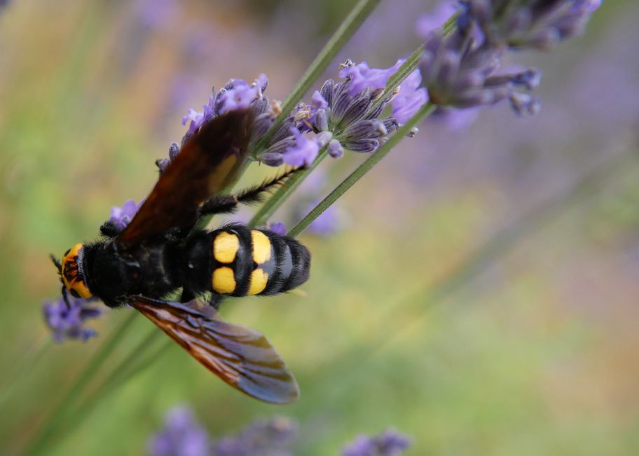 Yellow-fronted Potter Wasp