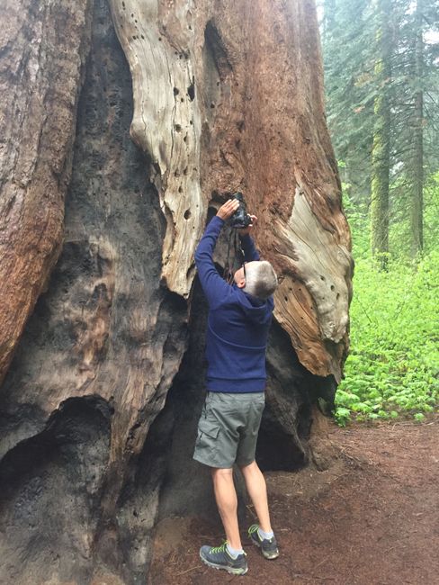 Sequoia Giant Forrest