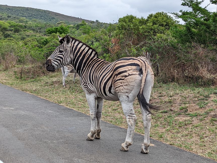 🦓