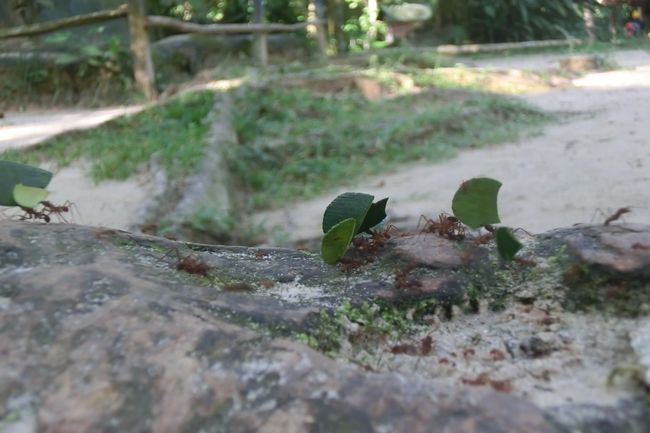 इकिटोसस्य जङ्गलस्य च विषये - ५ Tage im Regenwald