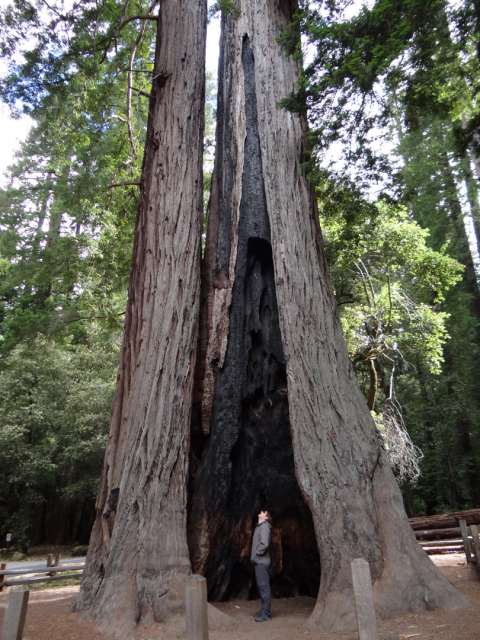 A giant redwood tree at Big Basin State Park
