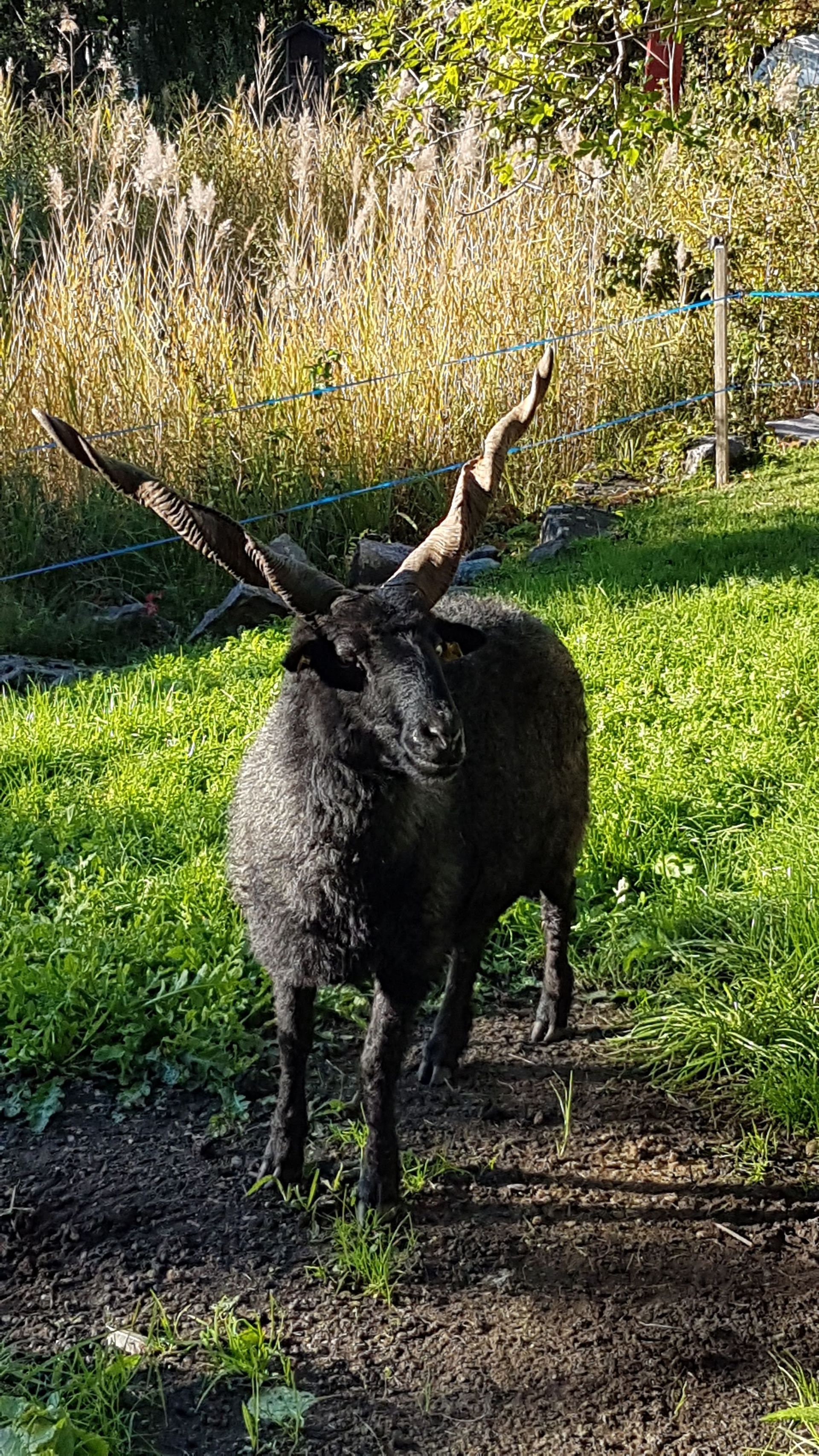 Ungarische Zackel-Schafe
