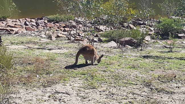 Then we met this wallaby.