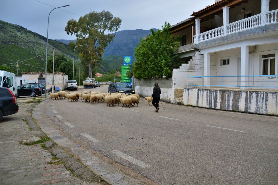 Schafherde inklusive Schäferin queren die Straße im Dorf.