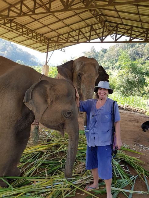 A day with Elephants