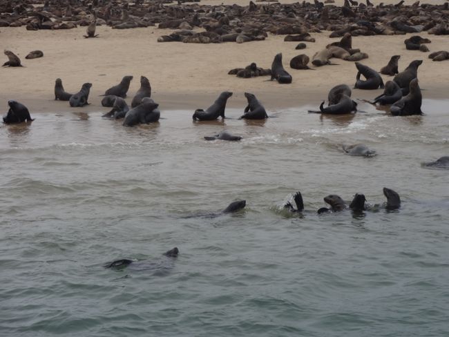 Seals kanye Pelicans