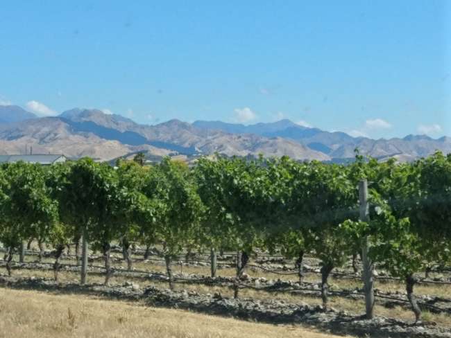 Vineyards at the foot of the mountains in front of Blenheim