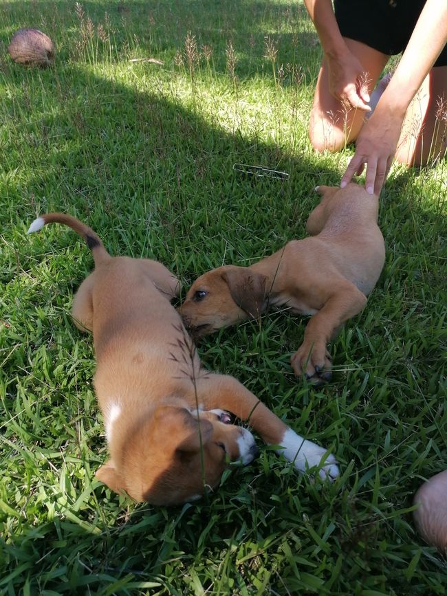 The puppies playing