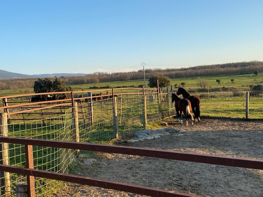 The 2-year-old stallions greeted our mares