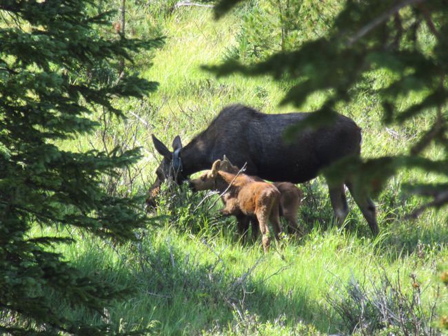 7 Elks and North American Elks