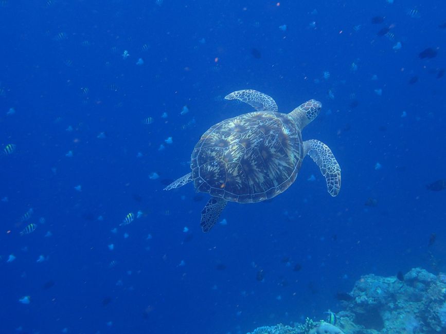 Indonesia - North Sulawesi - Bunaken NP - Green Sea Turtle