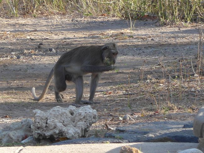 Wes-Bali Nasionale Park - Ontspan onder ape (Bali Deel 1)