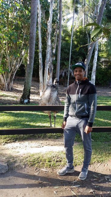 Emu - Zoo Rockhampton