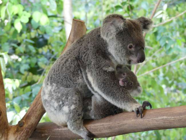 Koala-Mama mit Baby