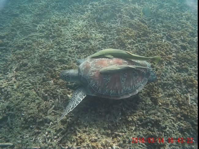 The first sea turtle!!!