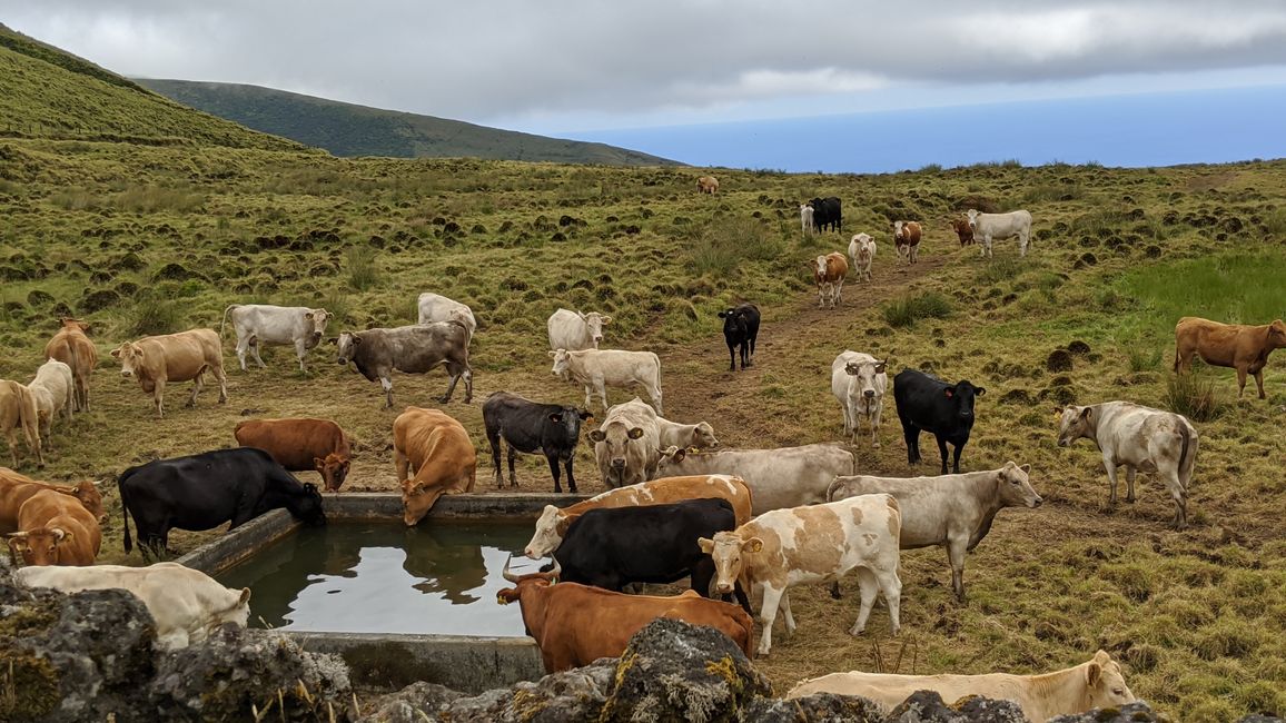 Day 18: Whales, dolphins, and cows .... many cows on Pico