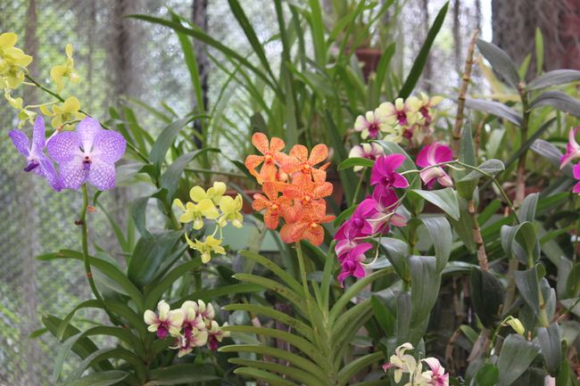 Orchideen im Botanischen Garten Kandy