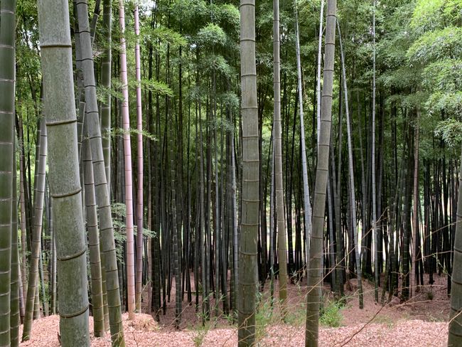 The bamboo forest away from the tourist crowds.