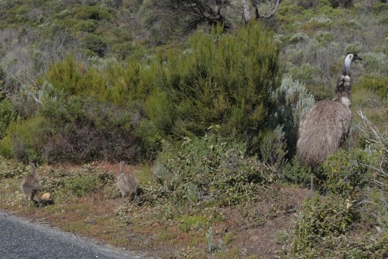 Coffin Bay NP - Emu with Young