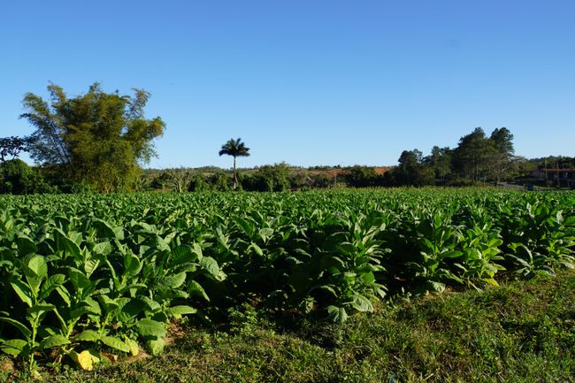 Auf den Tabakfeldern der Welt - Natur pur in Viñales!