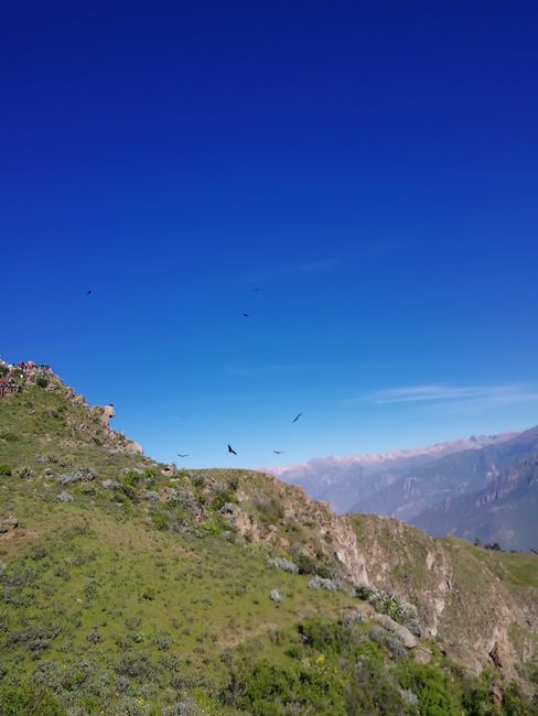 Observation of Andean condors