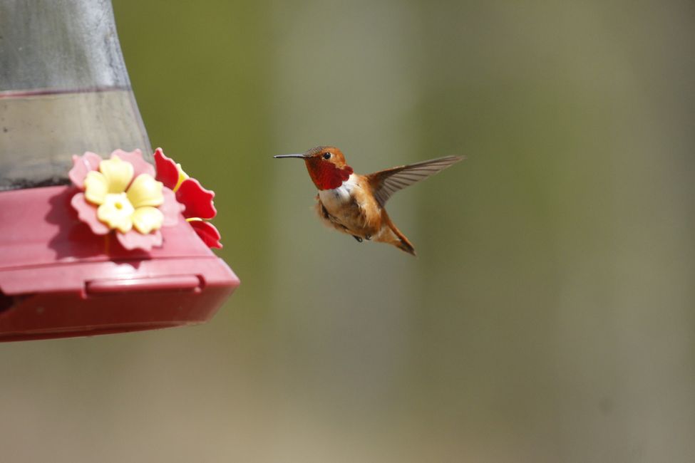 A male ruby-throated hummingbird
