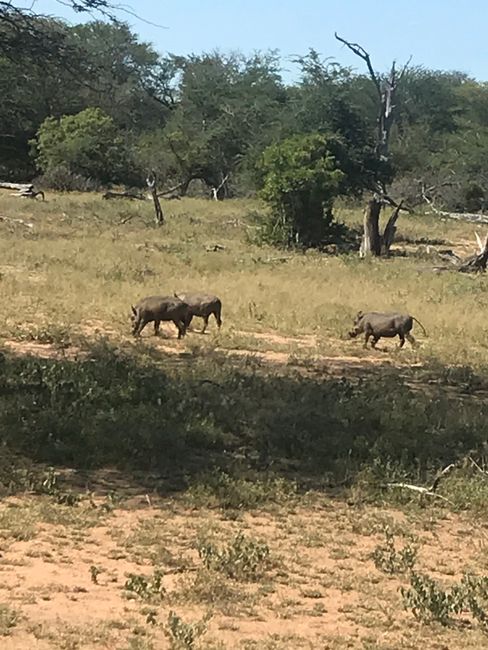 Abenteuer Safari
