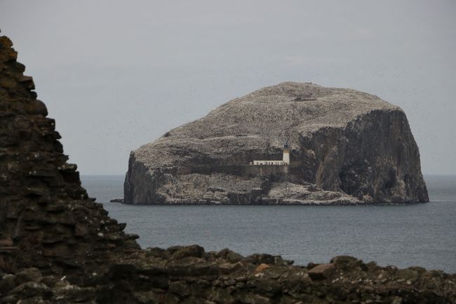 'Bass Rock', an island opposite the castle ruin