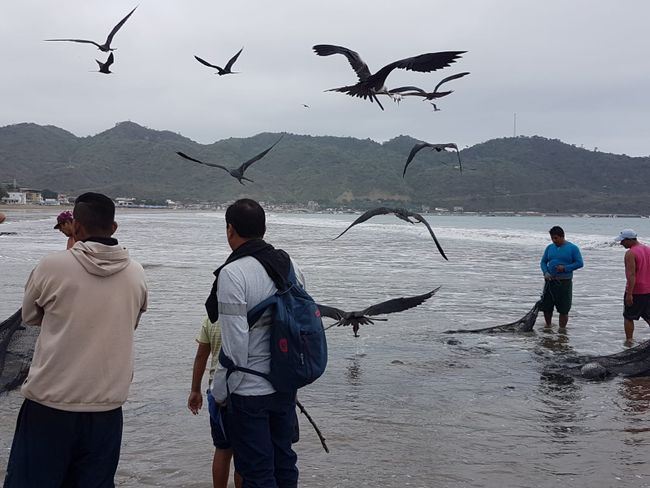 Fregattvögel und Pelikane schwirrten umher, um Fische zu klauen 😉