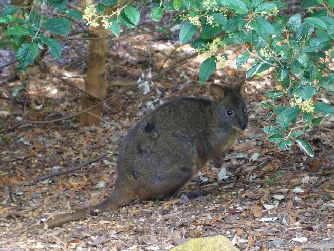 Tasmania: in the land of the Tasmanian Devil