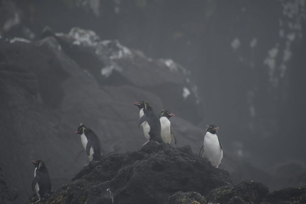 Campbell Islands - Rockhopper Penguins