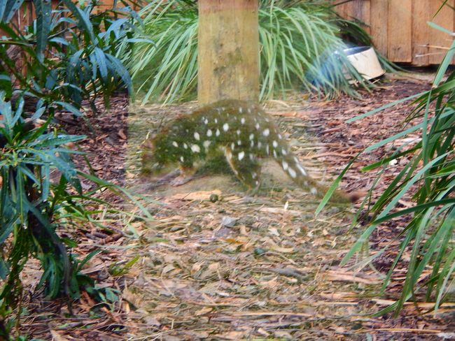 Trowunna, eastern quoll
