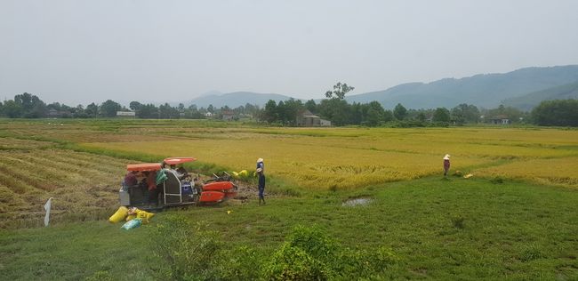 ... von Dong Hoi ging es dann mit dem Bus weiter durch Reisfelder nach Phong Nha! 